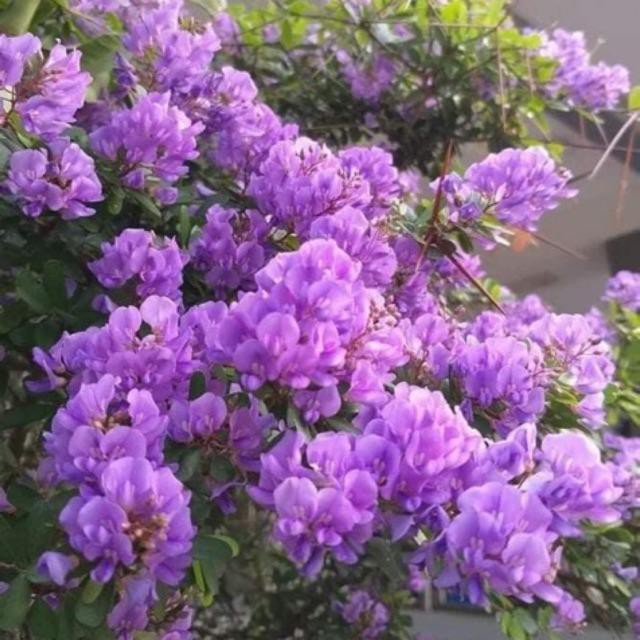 LINH SAM SIÊU HOA--HÀNG CÀNH CHIẾT