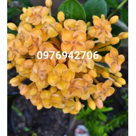Mẫu đơn bông trang phụng hoàng kim  , về trồng siêu bông -bscc