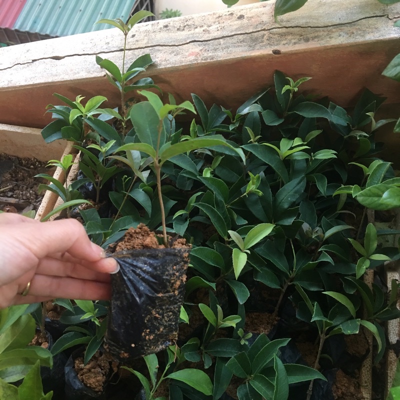 cây mộc hương giống (chỉ giao miền bắc- ship từ 3 cây)