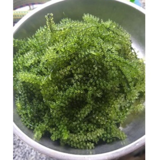 [Combo Rong nho kèm xốt mè] Rong nho Tách nước Green Food cao cấp - Hàng công ty xuất khẩu - siêu ngon tốt cho sức khoẻ