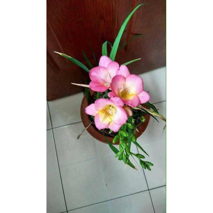 CỦ HOA LAN NAM PHI CÓ 6 MÀU