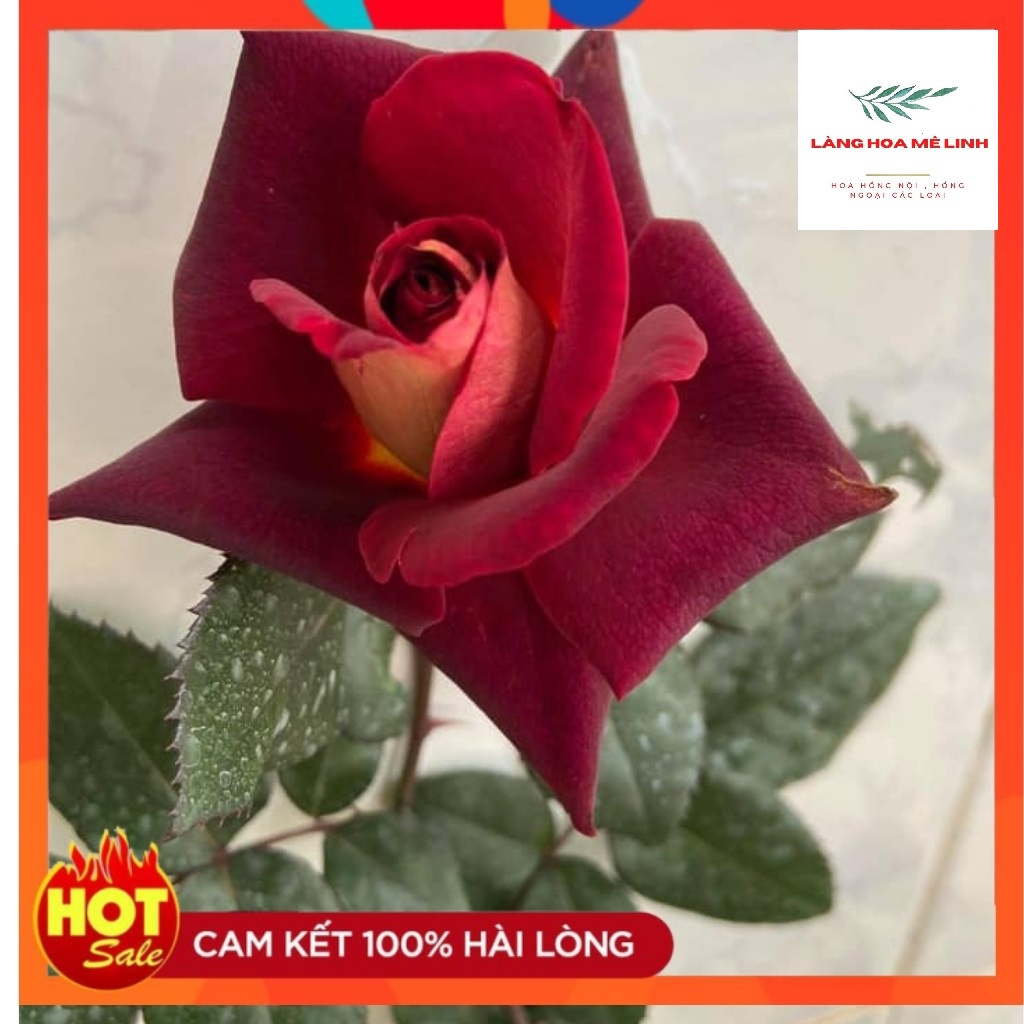 Hoa Hồng Ngoại DARK Night Rose[ KỴ SỸ BÓNG ĐÊM ] - Đẹp, độc, lạ Màu đỏ thẫm, phần cuối màu đen -đỏ - thơm dịu nhẹ.