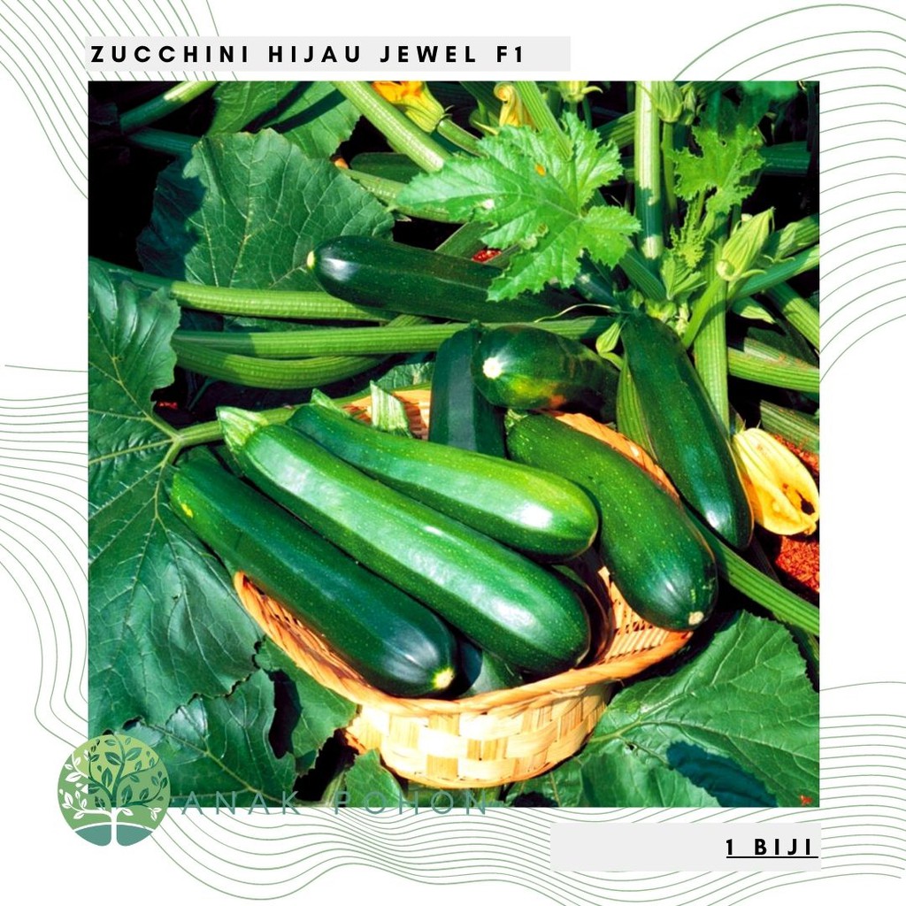 Hạt giống bí xanh Courgette 10h