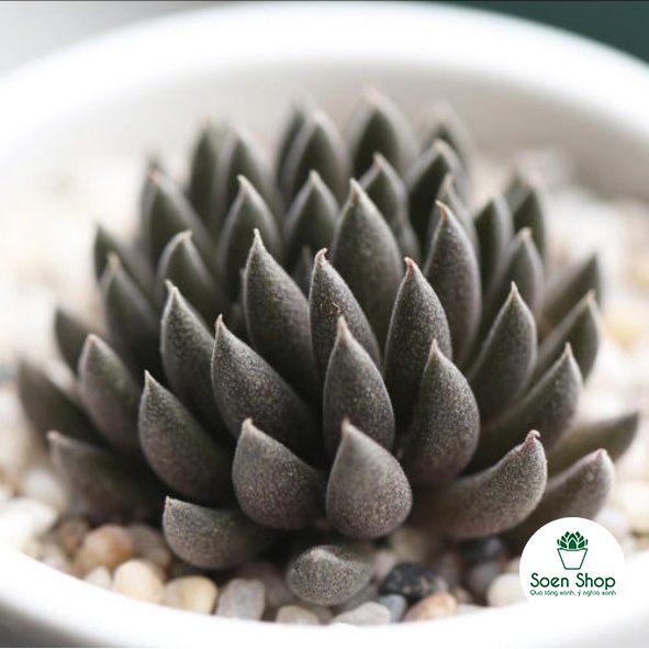 Sen đá Nhím Đen SOENSHOP 2.5-4cm, sen đá vỉ size mini xuất xứ Đà Lạt, khoẻ đẹp, lỗi 1 đổi 1
