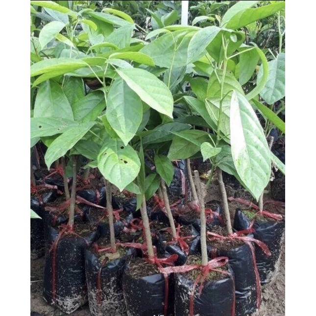 Cây giống dâu da đất-cây nhỏ