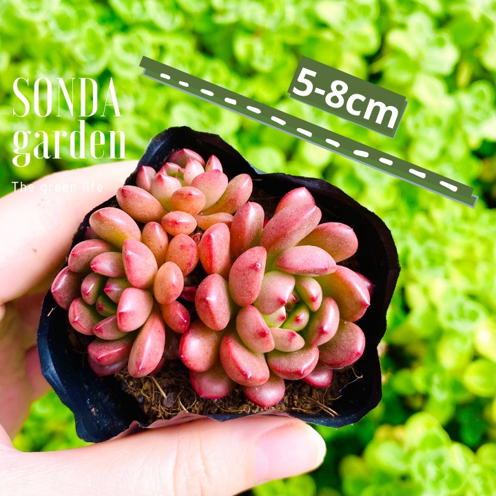 Sen đá ruby đỏ SONDA GARDEN ép màu full nắng mưa size bé 5-8cm, lỗi 1 đổi 1