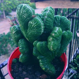 Xương rồng vân sơn