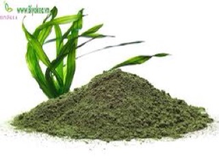 Tảo biển xoắn