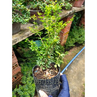 CÂY LINH SAM 86 CAO TỪ 10-15 CM