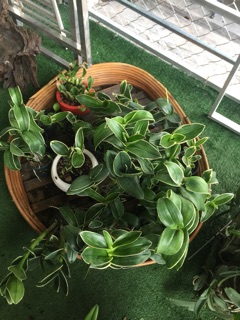 Dendro đột biến lá biên