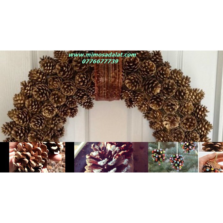 1 Kg quả Thông loại lớn cao 6->8 cm