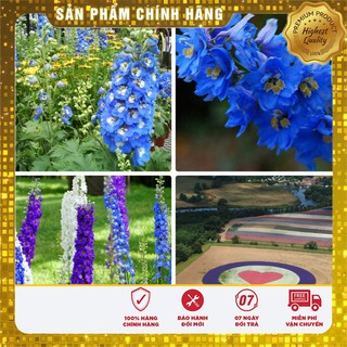 Hạt giống hoa Phi Yến xanh (Larkspur Consolida) 10 hạt