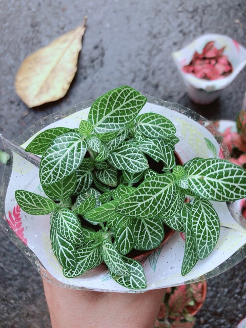 Cẩm Nhung  xanh lá nhạt