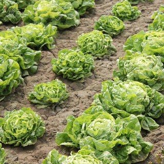 5gram HẠT GIỐNG XÀ LÁCH BÚP