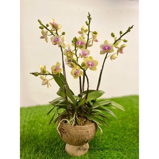 Chậu gáo dừa