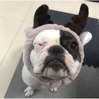 Băng Đô Cho Cún