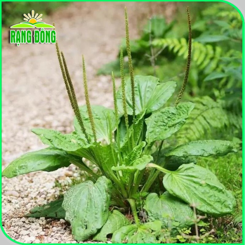 Hạt giống Mã Đề dễ trồng, sinh trưởng khỏe, giàu dinh dưỡng, trồng quanh năm (gói 1 gr) - Hạt giống Rạng Đông