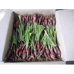 Combo 10 củ giống dược liệu Sâm Đại Hành - dùng làm thuốc bổ huyết, giúp tiêu hóa, hỗ trợ điều trị ho viêm phế quản