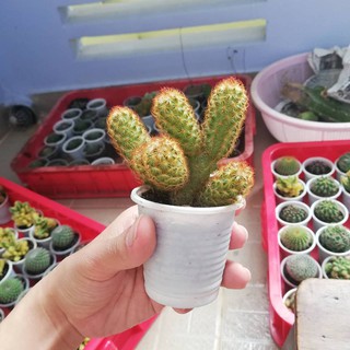 Xương rồng mami chân đỏ
