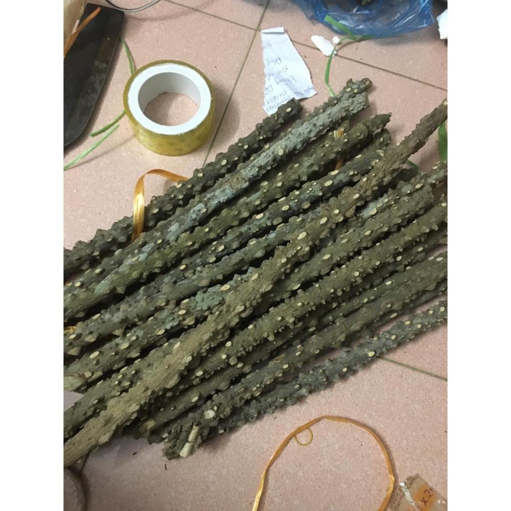 Cầu gạo thẳng cao cấp cho các loại chim chào mào , chích chòe , họa mi , khướu .