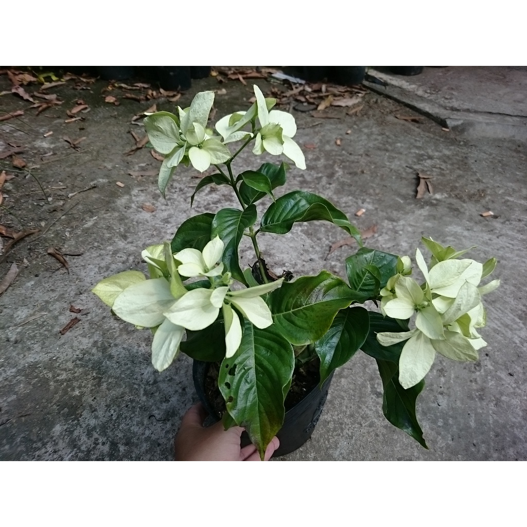 Cây Bướm Bạc - cây cảnh để bàn - caykiengsadec
