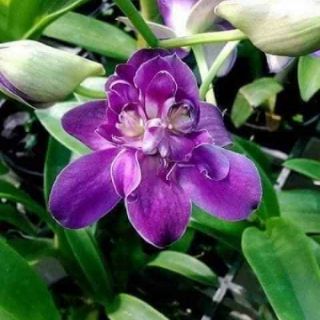Denro hoa hồng tím blue