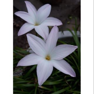 1 củ hoa tóc tiên, hoa huệ mưa