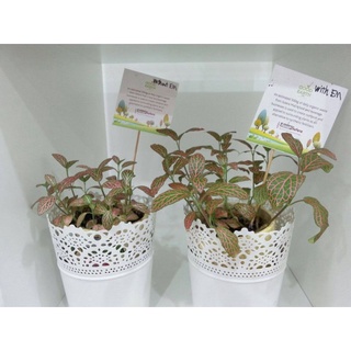 Chế phẩm vi sinh Trichoderma 1kg