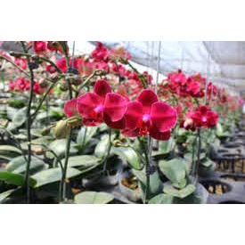 HOA LAN HỒ ĐIỆP ĐẠI ĐÃ CÓ NGỒNG