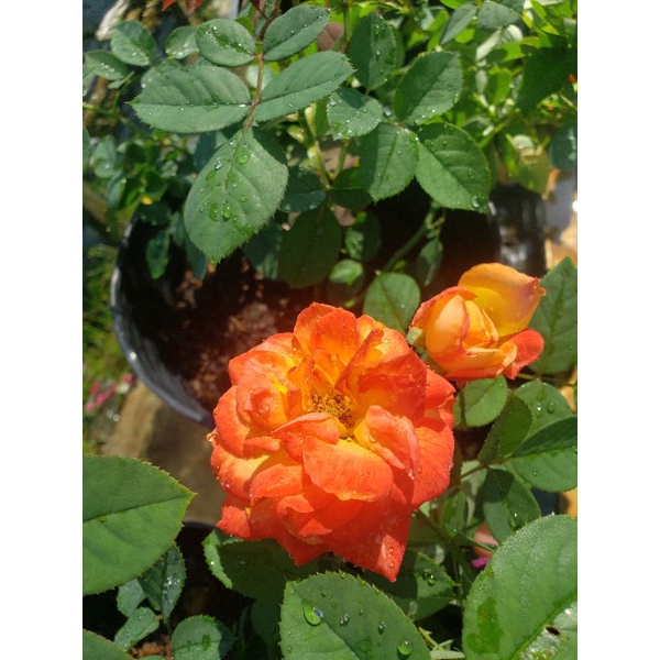 Hồng bụi ngoại  Chacok