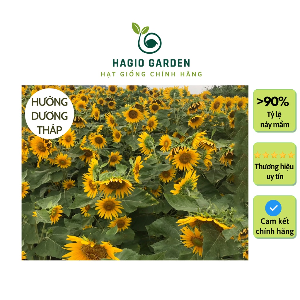 Hạt giống hướng dương tháp siêu bông Rado 926 chính hãng Rạng Đông nhiều hoa, hạt giống hoa HAGIO
