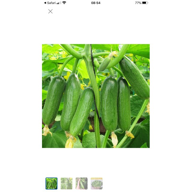 Hạt Giống Dưa Leo Baby Boy Trang Nông 1gram