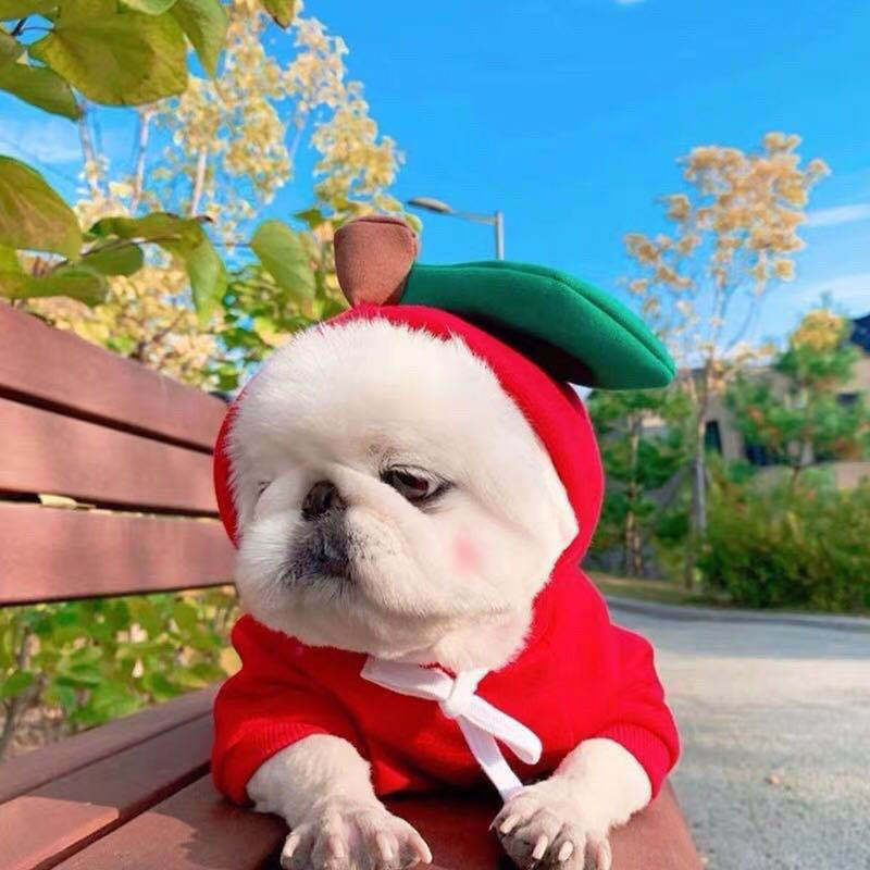 New Halloween Dress Up Creative Pet Clothing Fruit Shape Dog Cat Sweater Autumn and Winter Soft and Comfortable Warm Fashion