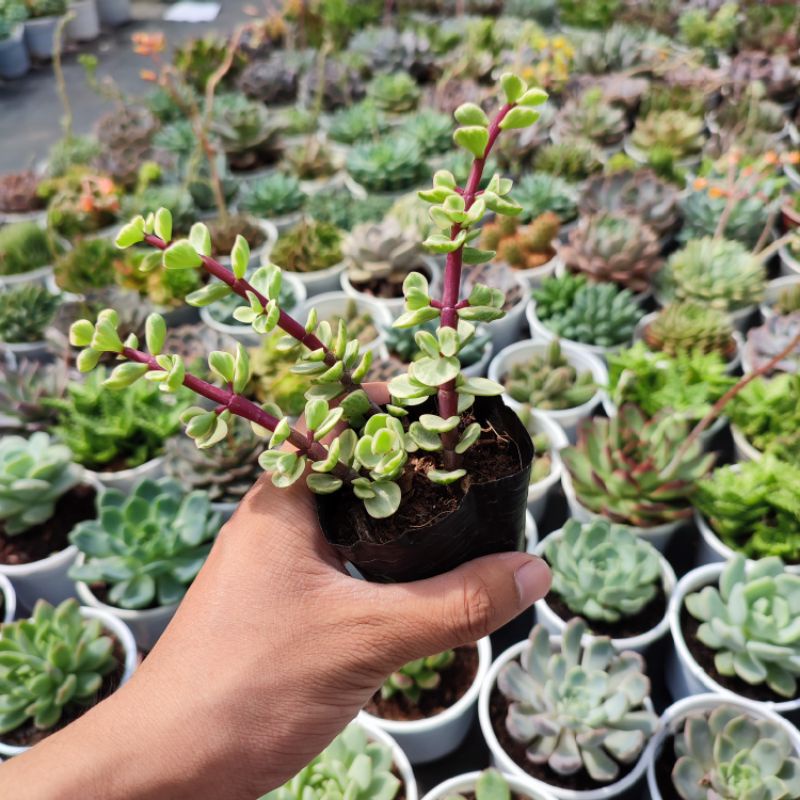 Sen Đá Đô La Trắng Size Bé 5-7cm Siêu Cute, Sen Đá PANDAA GARDEN Xuất Xứ Đà Lạt Khoẻ Đẹp, Thuần Mọi Khí Hậu, Lỗi 1 Đổi 1