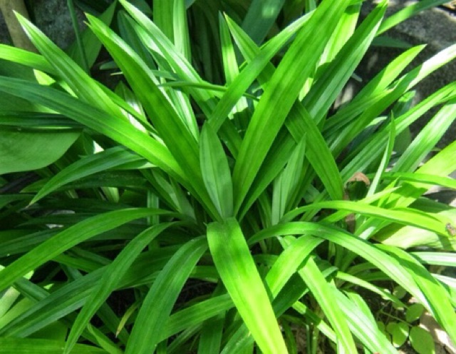 1Kg Lá dứa sấy khô