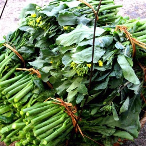 Hạt giống ngồng cải ngọt xanh