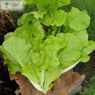 20gr - HẠT GIỐNG CẢI BẸ DÚN
