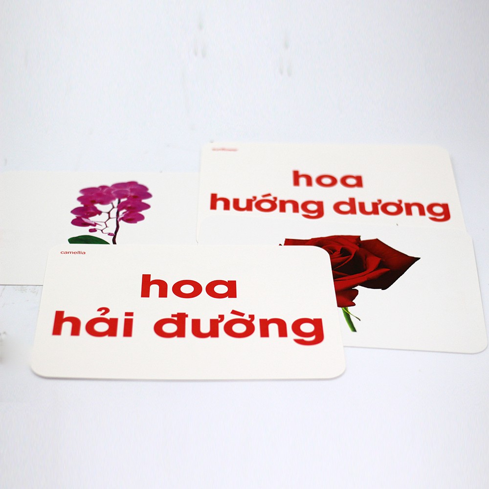 Bộ Flashcard dạy trẻ thế giới xung quanh