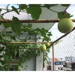 Lưới Trồng Cây, Lười Giàn Leo Cho Cây 2x7m Có Biên Chịu Lực