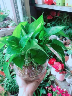 Chậu Trầu Bà Thái Thuỷ Sinh