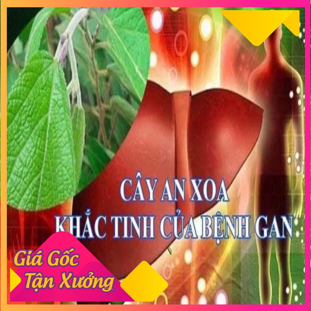 [Hàng Cao Cấp] Cây An Xoa 1kg Chữa Bệnh Gan - Dược Liệu Quý