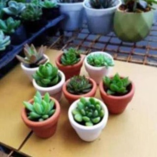 Hoahhp- chậu sen đá trơn mini 5cm