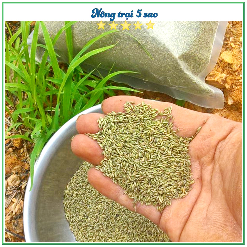 Cỏ xả lá lớn - hạt giống cỏ ghine mombasa năng suất cao cho chăn nuôi