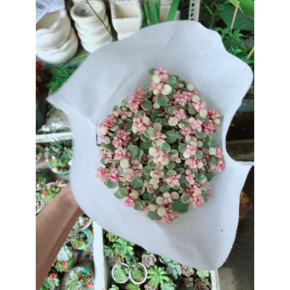Sen Đá Đô La Hồng Trắng