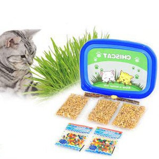🐱🐱 BỘ KIT TRỒNG CỎ MÈO HẠT LÚA MẠCH
