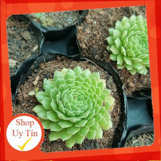 sen đá Phật bà lông