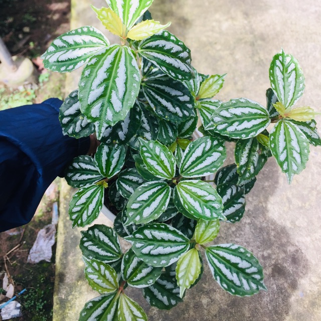 Cây Dưa hấu lá sọc