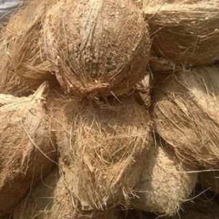 Dừa khô Bến Tre 1 trái