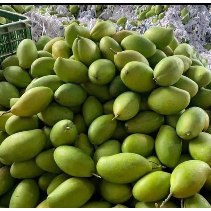 Cấy giống Xoài Keo CamPuchia.