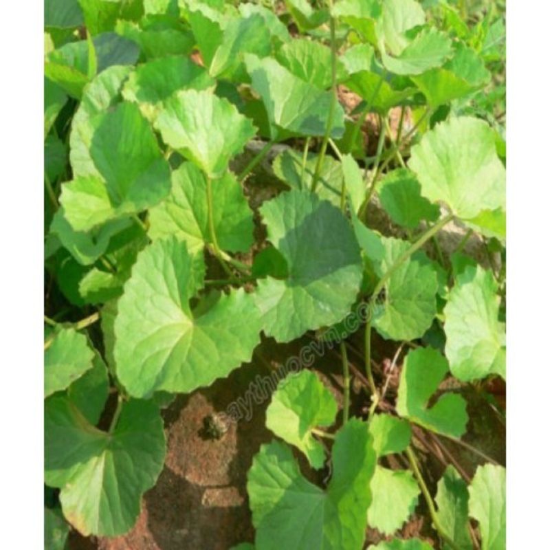 CÂY GIỐNG RAU MÁ.CÂY CỎ ĐỒNG TIỀN..rau má nhà vườn..8K/bầu